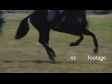 Equestrian Horse Gallop OFFSPEED 1706